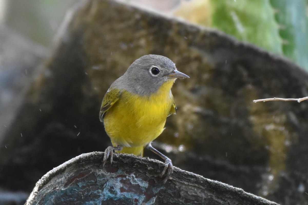 Nashville Warbler - ML641305142