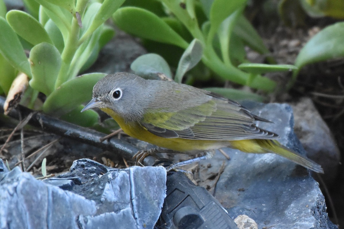Nashville Warbler - ML641305143
