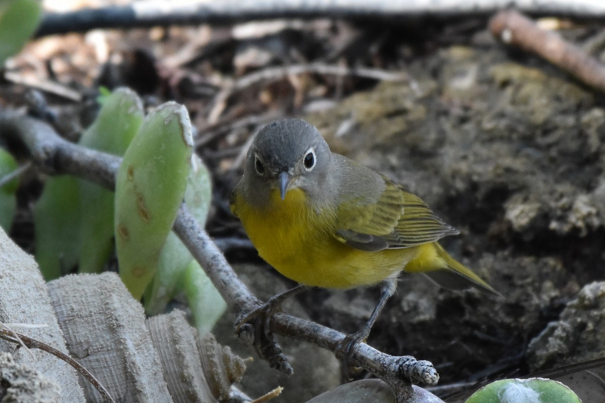 Nashville Warbler - ML641305144