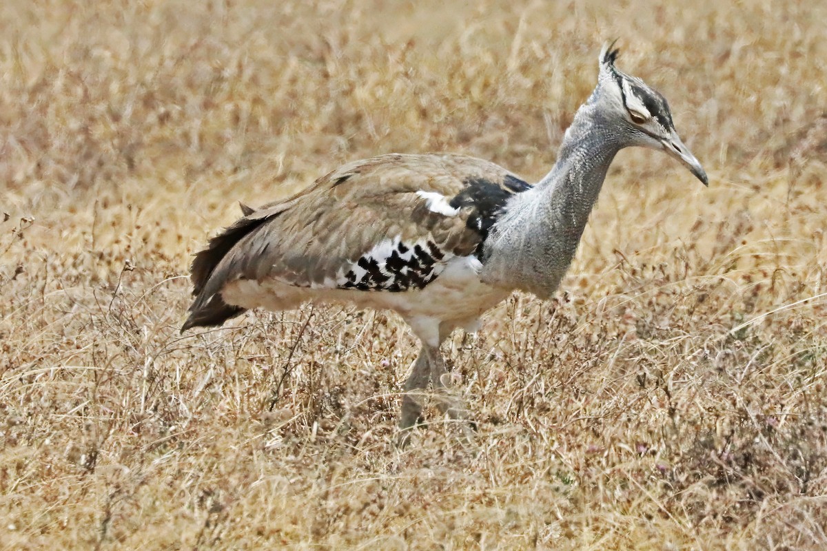 Kori Bustard - ML641305145