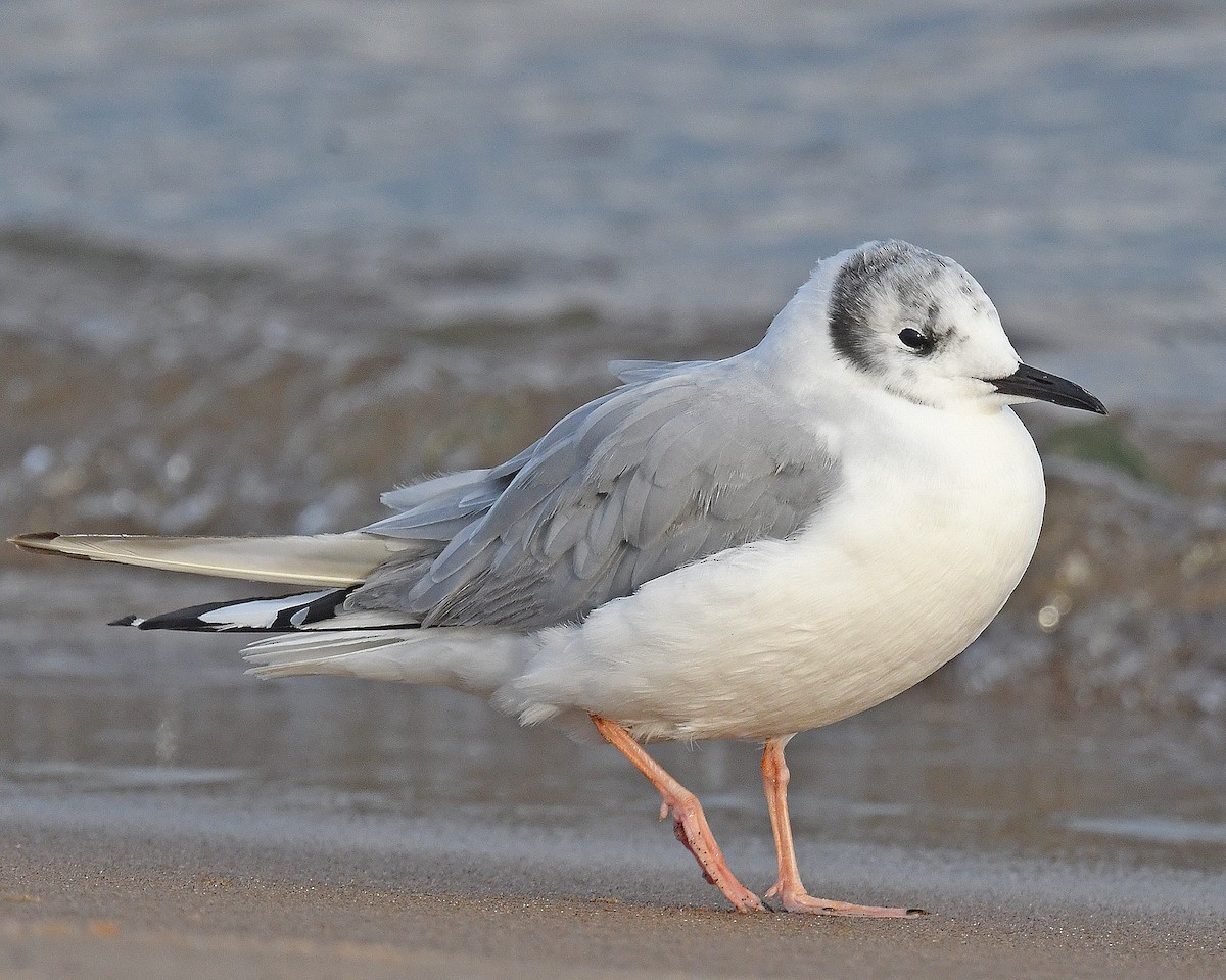 Bonaparte's Gull - ML641305148