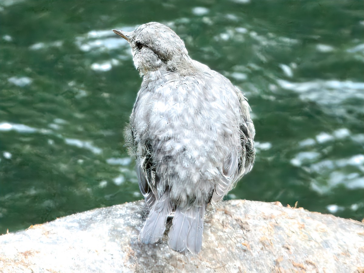 American Dipper - ML641305153