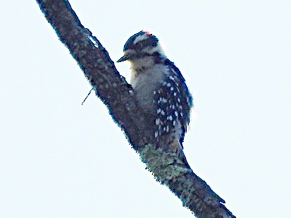 Downy Woodpecker - ML641305154