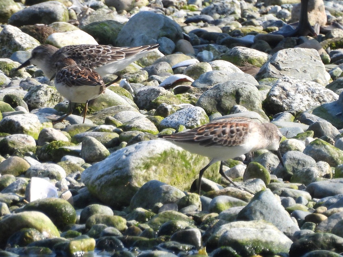 Western Sandpiper - ML641305155