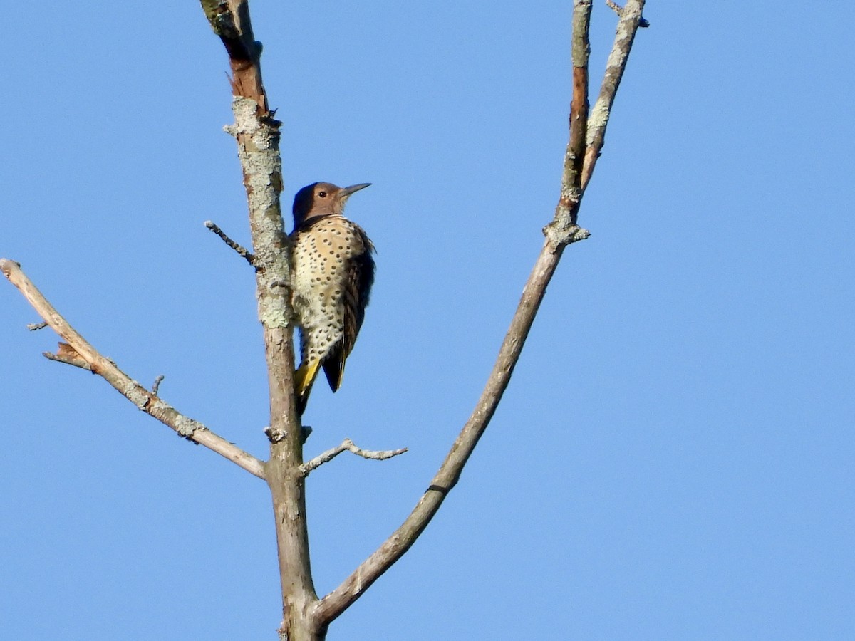 Northern Flicker - ML641305156