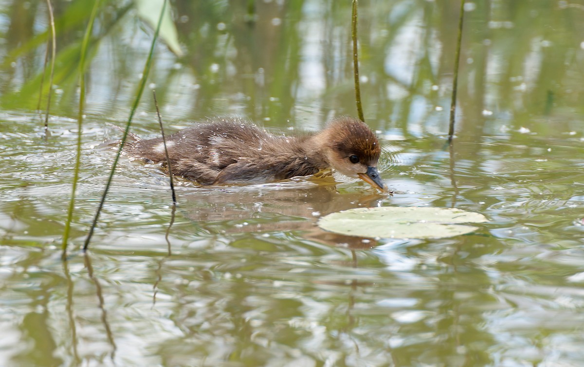 Hooded Merganser - ML641305172