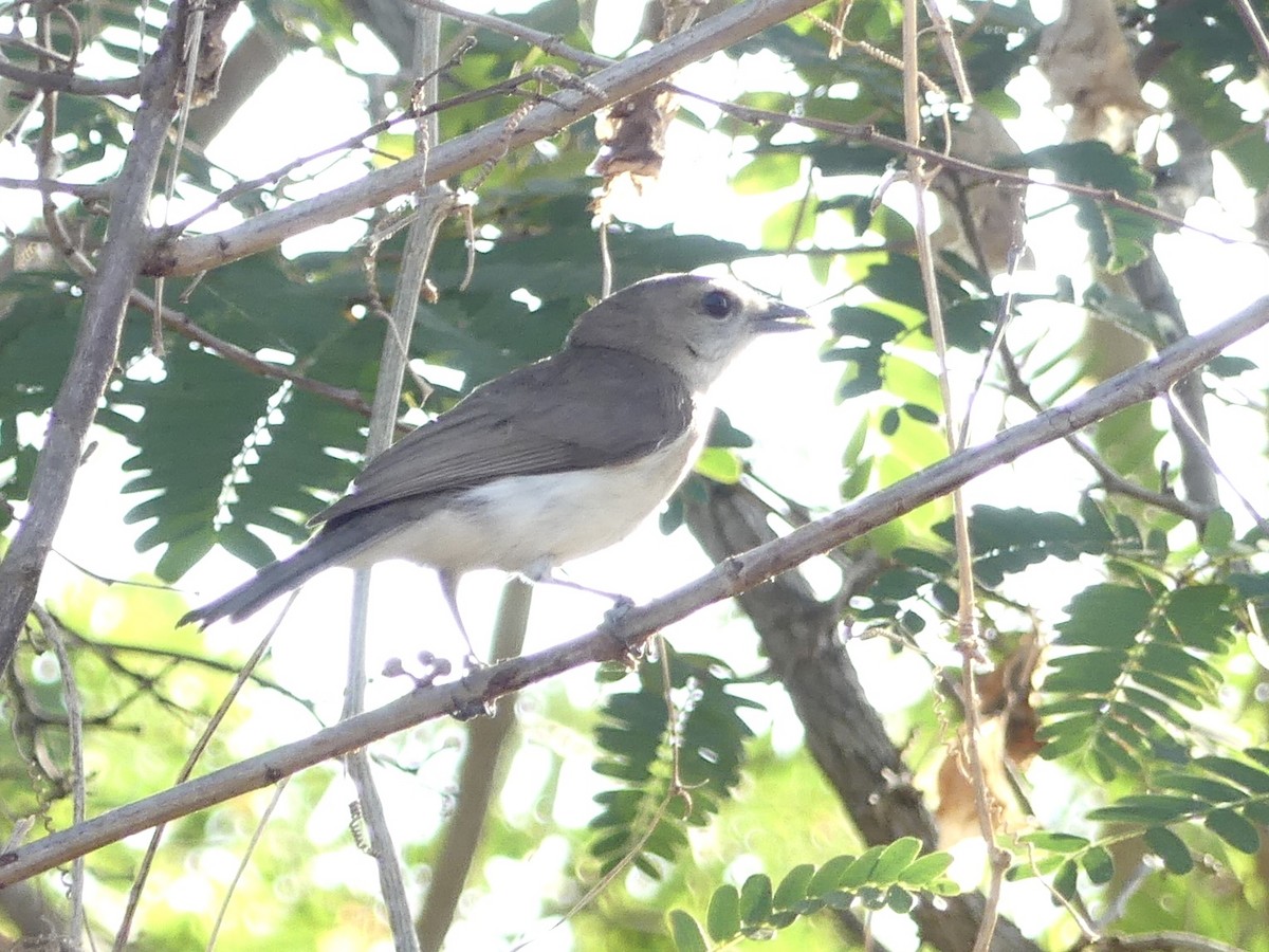 Gray Whistler - ML641305177