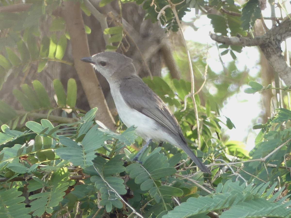 Gray Whistler - ML641305178