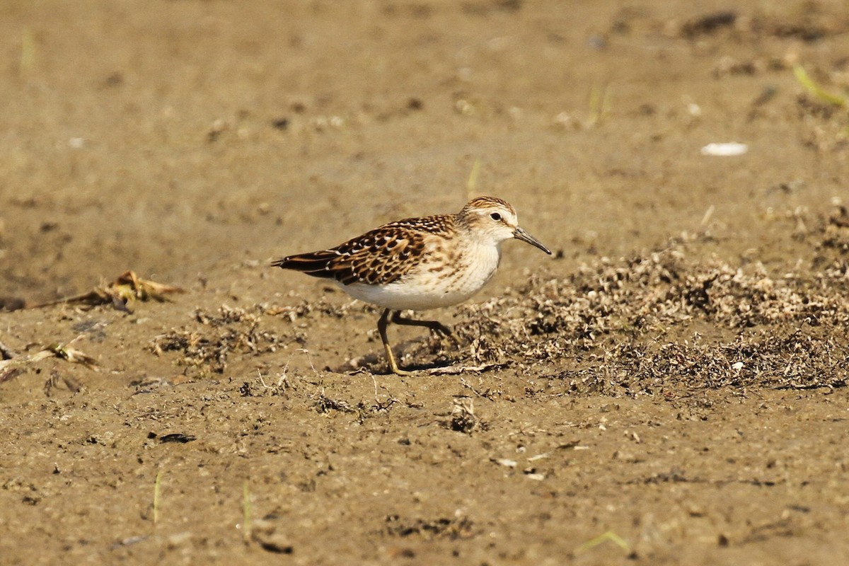 Least Sandpiper - ML641305214