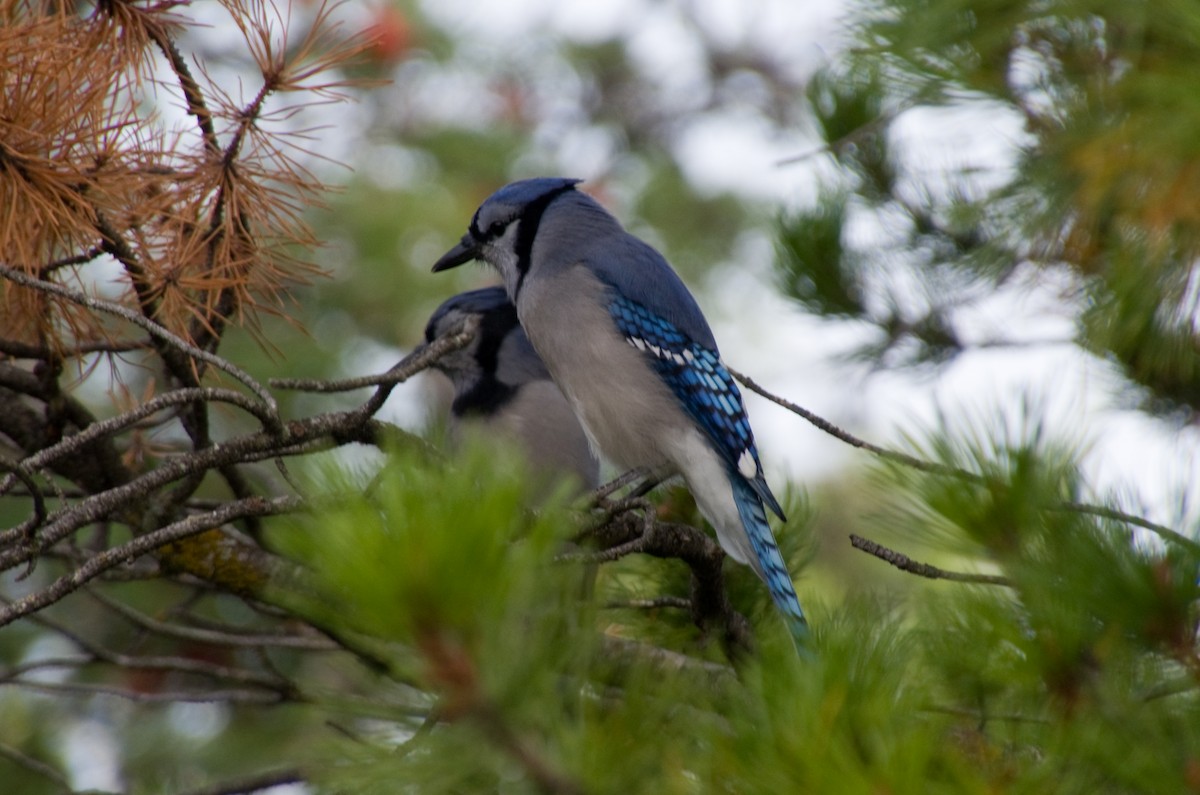 Blue Jay - ML641305230