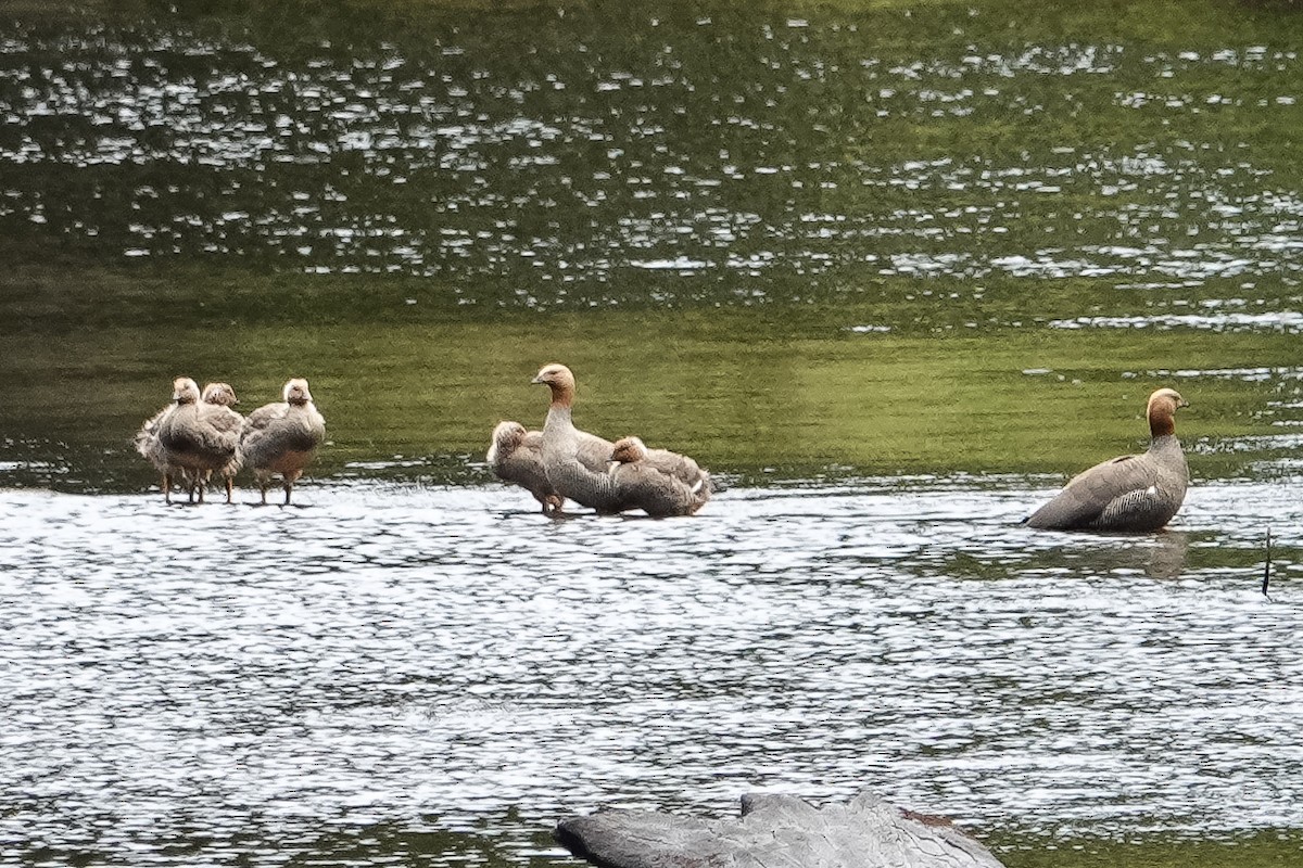 Ruddy-headed Goose - ML641305246
