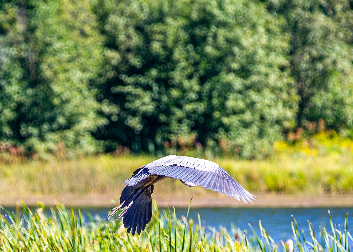 Great Blue Heron - ML641305256