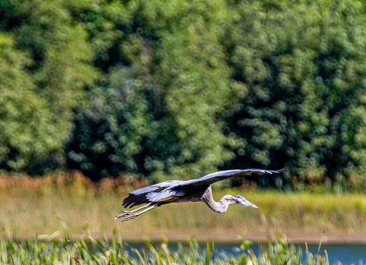 Great Blue Heron - ML641305257