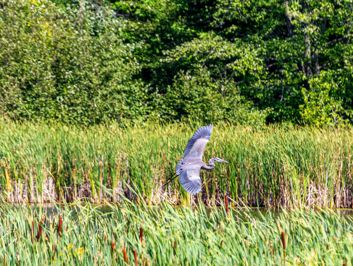Great Blue Heron - ML641305258