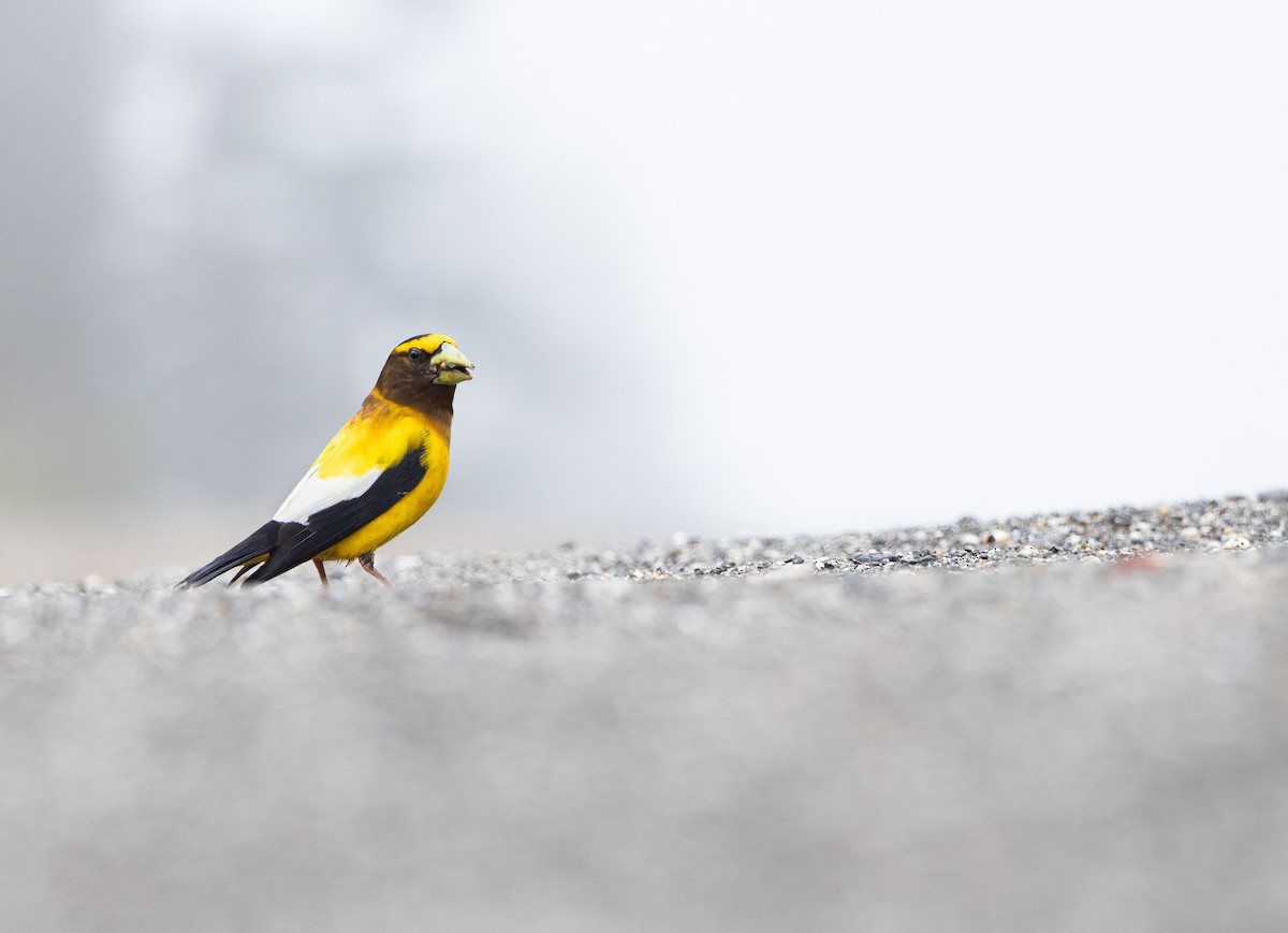 Evening Grosbeak - ML641305263