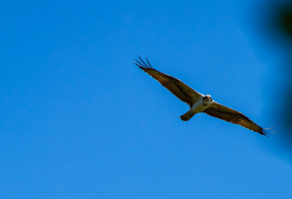 Osprey - ML641305269