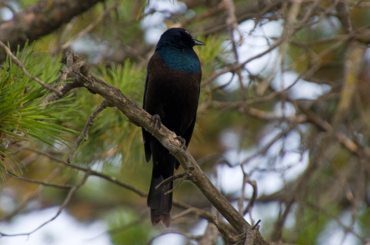 Common Grackle - ML641305283