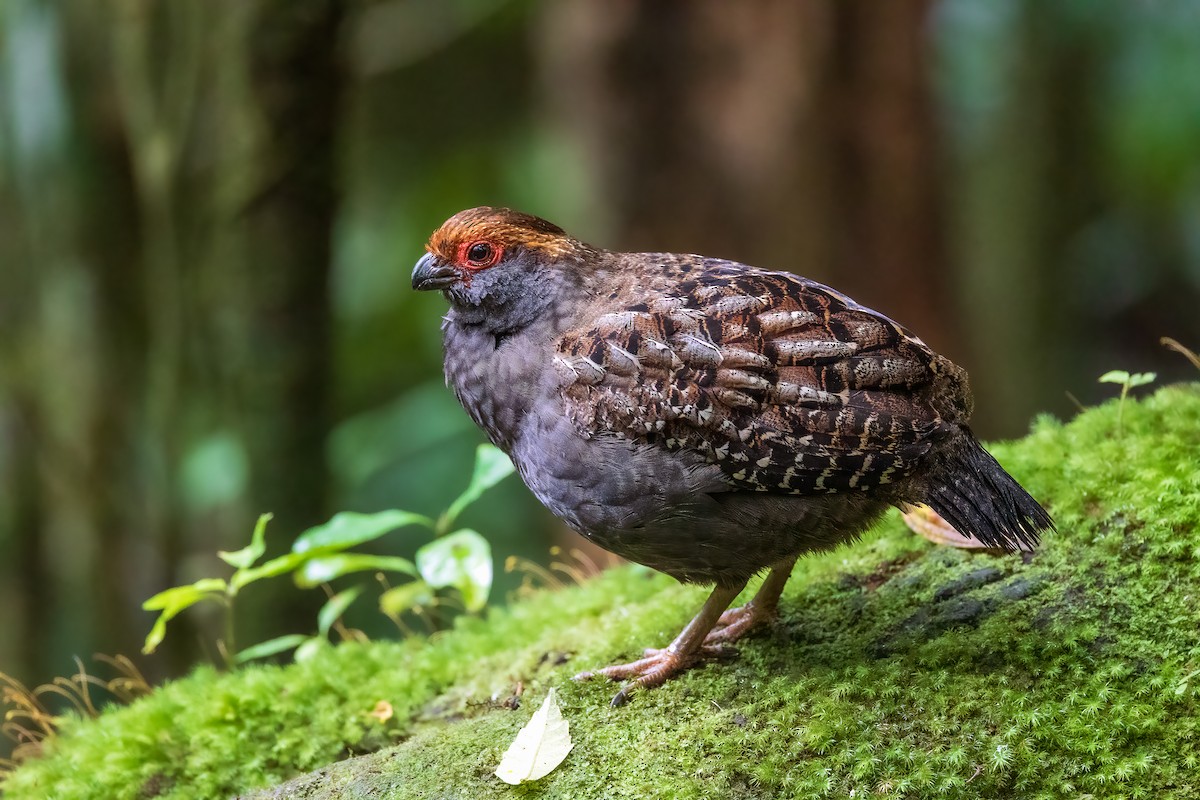 Spot-winged Wood-Quail - ML641305302