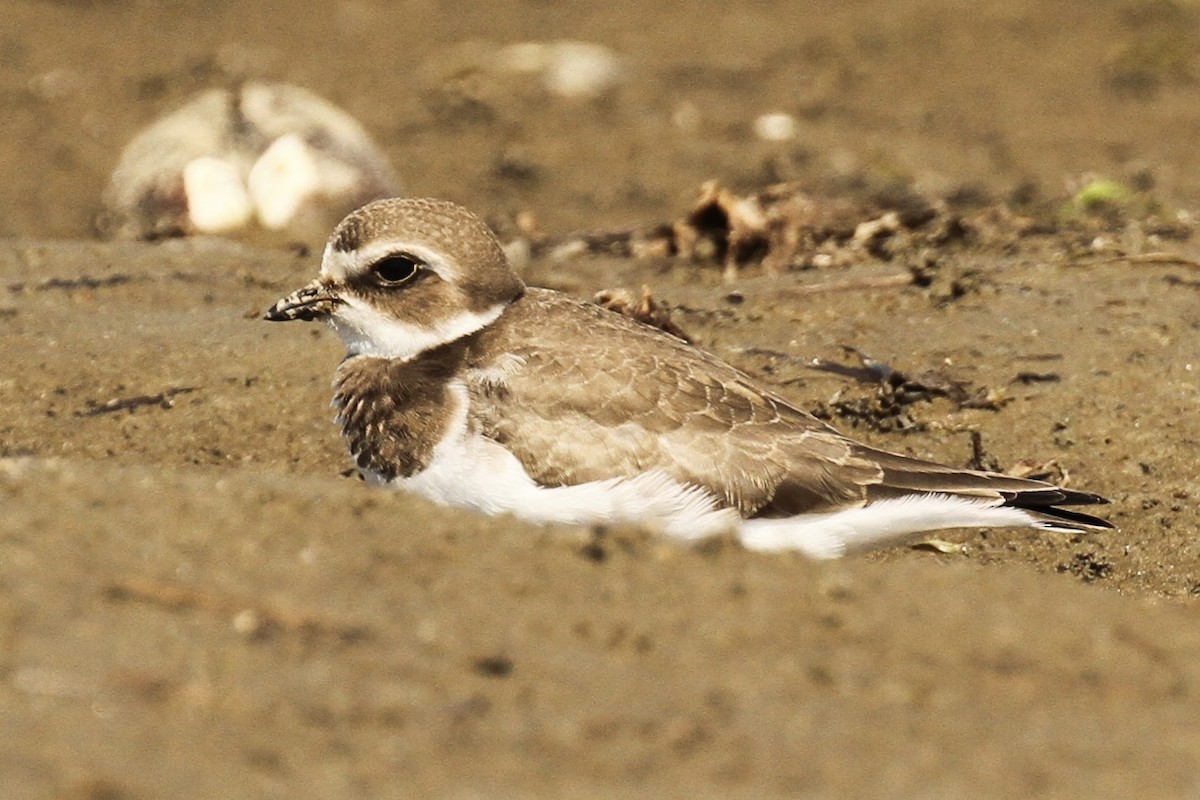 Semipalmated Plover - ML641305324