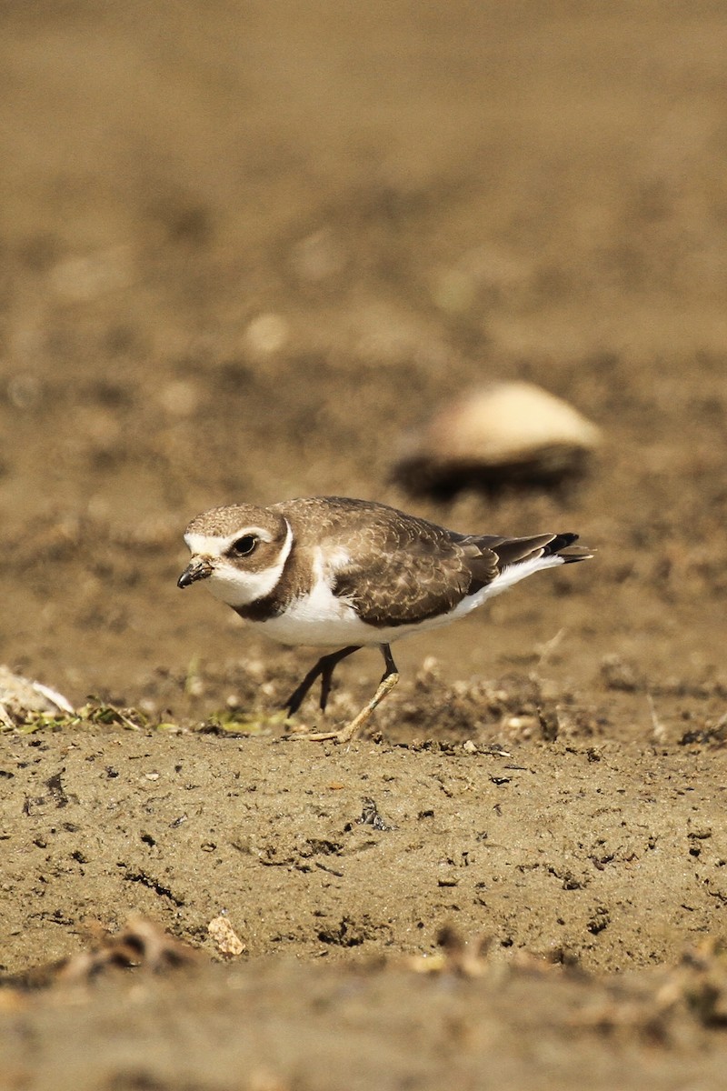 Semipalmated Plover - ML641305325
