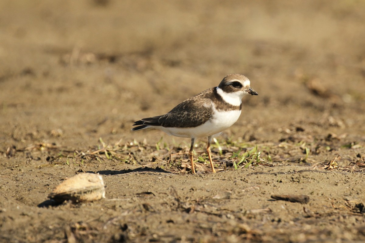 Semipalmated Plover - ML641305326