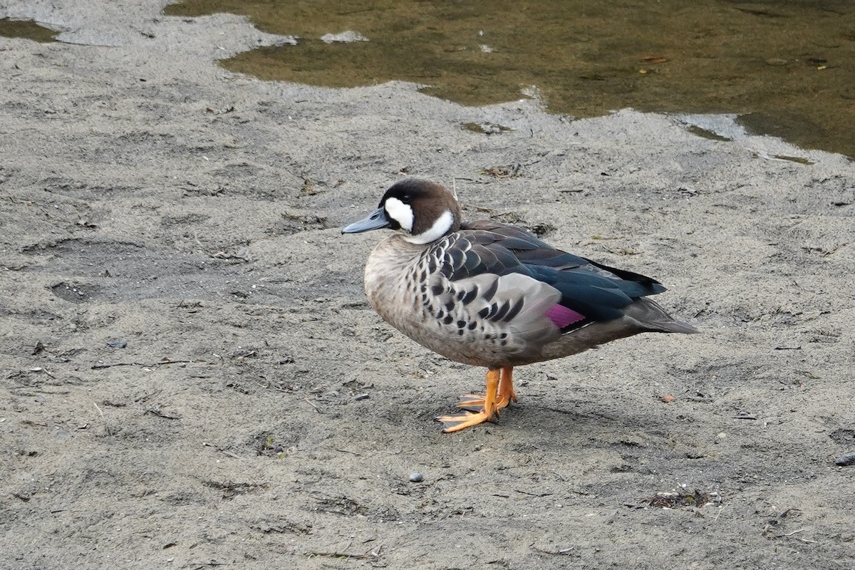 Kupferspiegelente - ML641305332