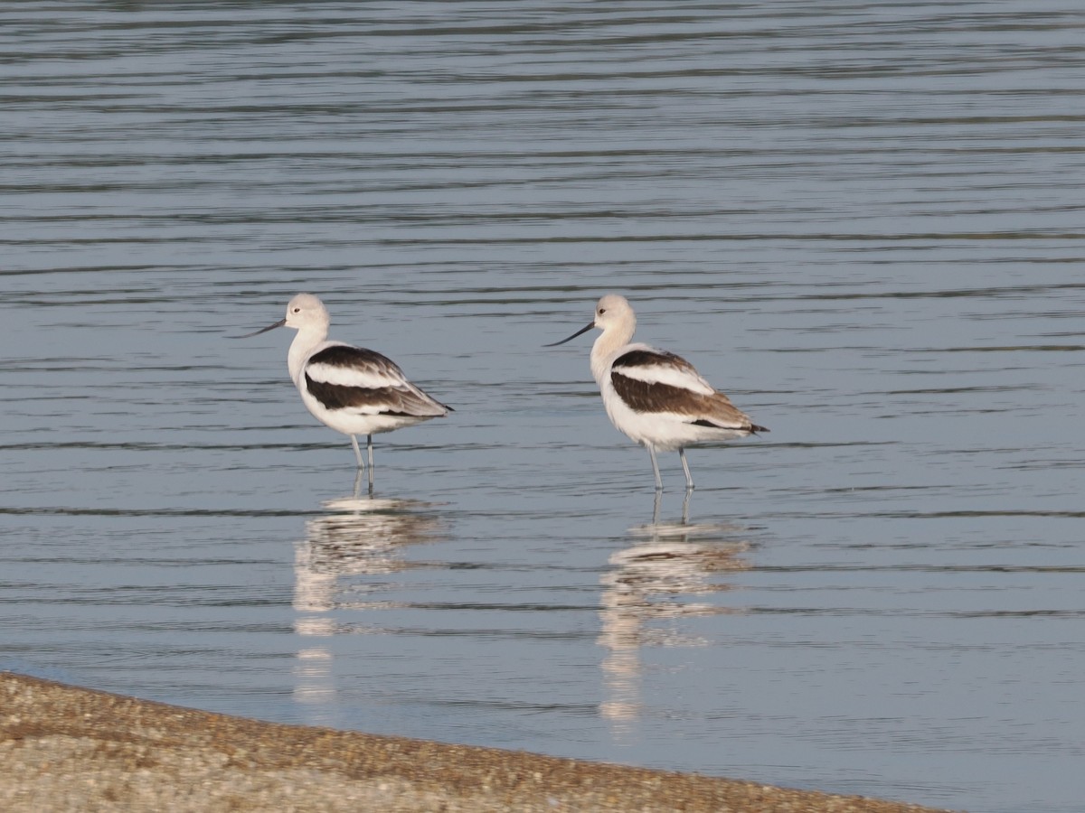 American Avocet - ML641305361