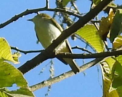 Rotaugenvireo - ML641305371