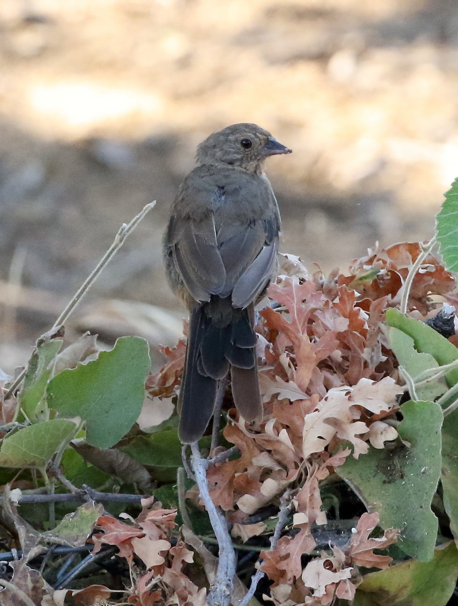 California Towhee - ML641305375