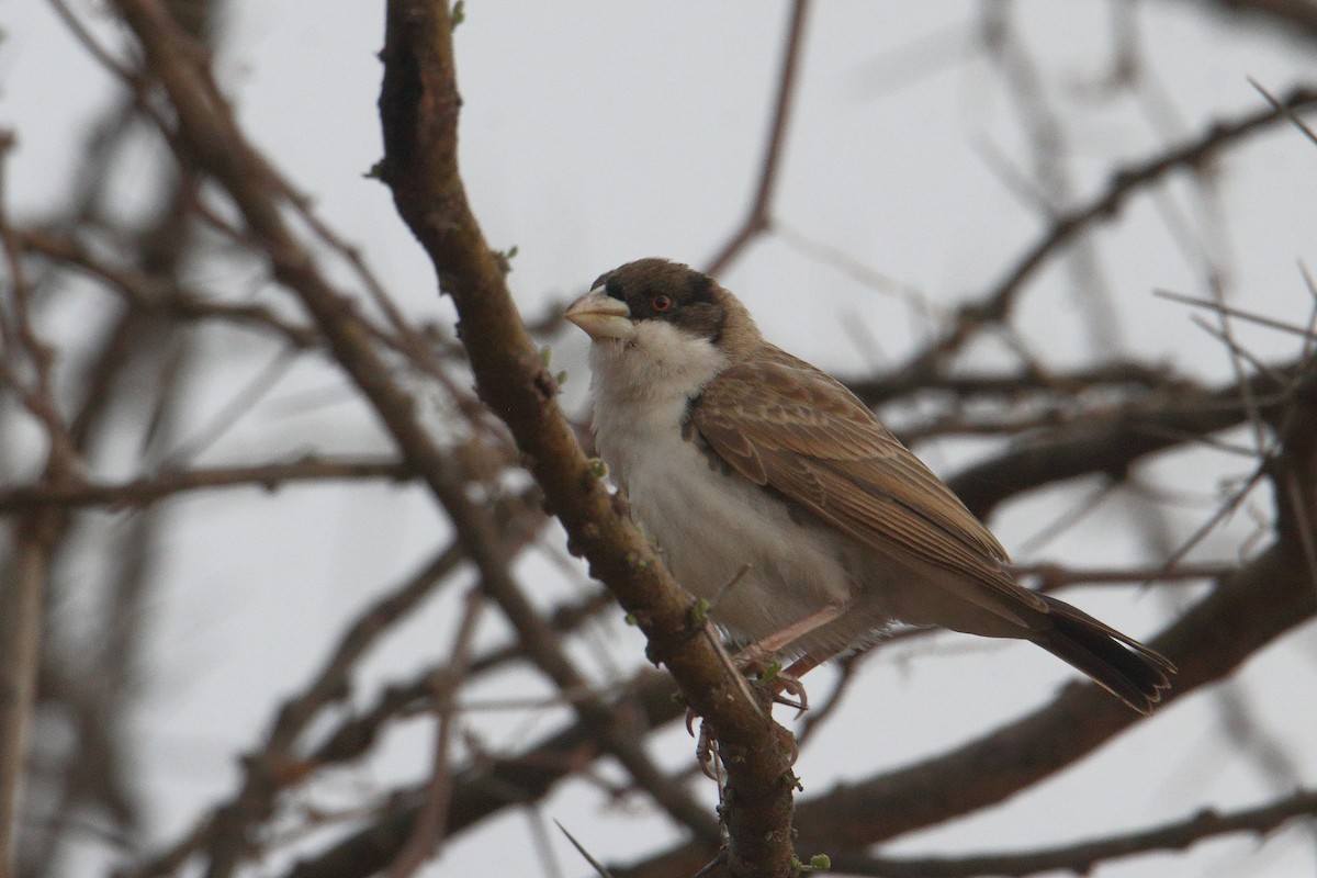 Black-capped Social-Weaver - ML641305397