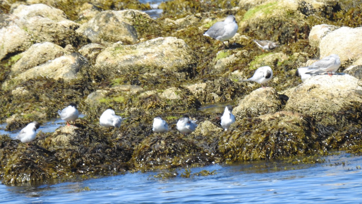 Ruddy Turnstone - ML641305408