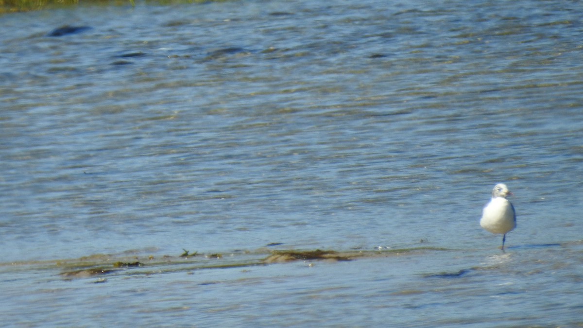 Laughing Gull - ML641305430
