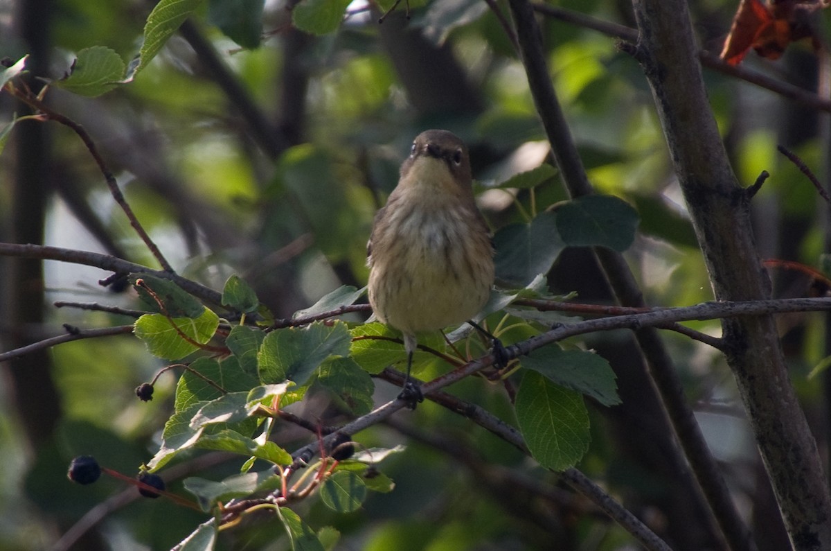 Yellow-rumped Warbler - ML641305432