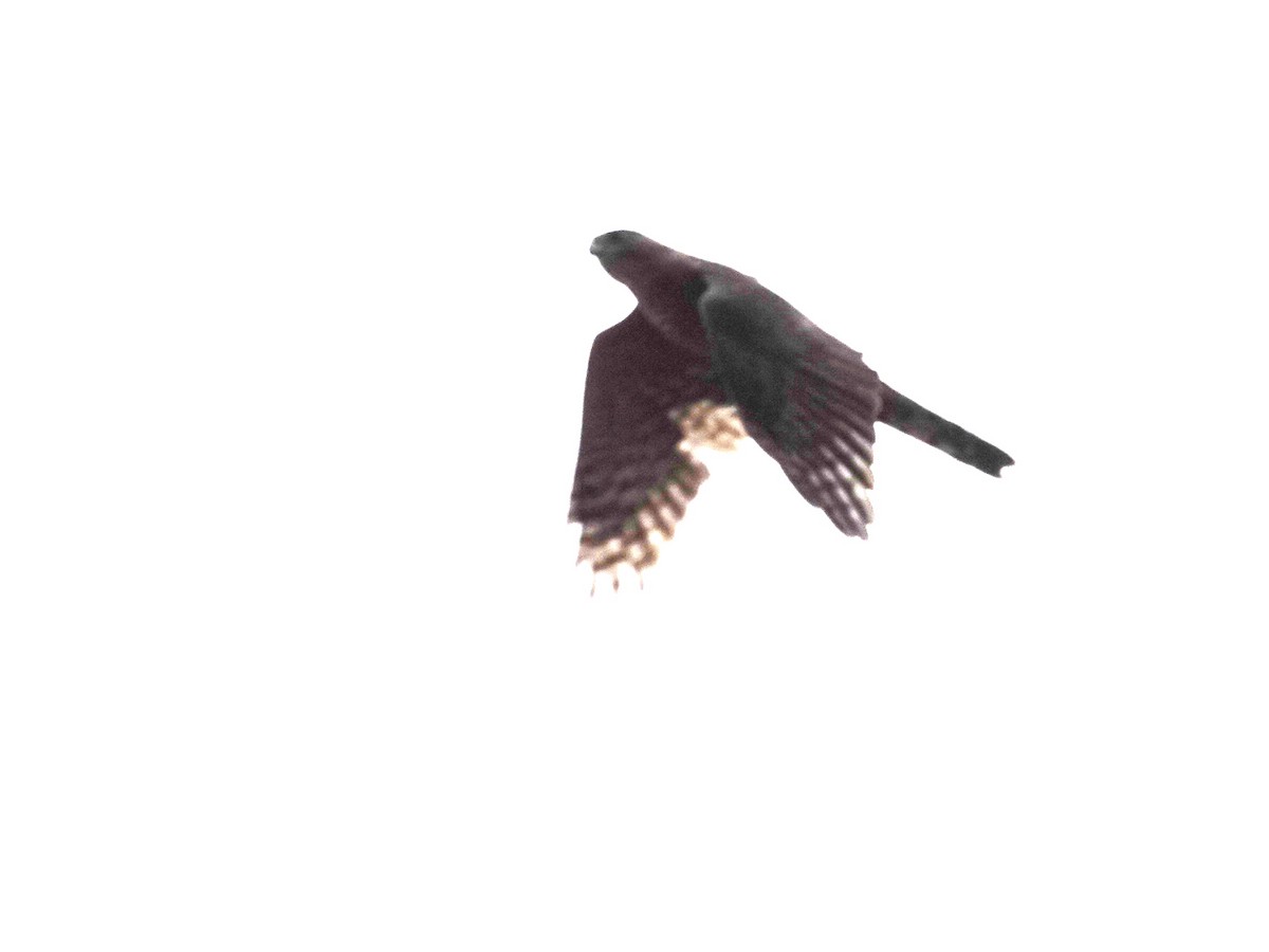 Sharp-shinned Hawk - ML641305472