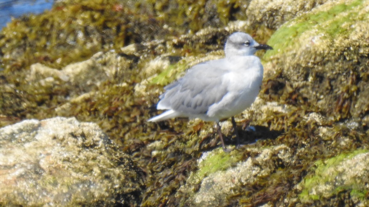 Laughing Gull - ML641305473