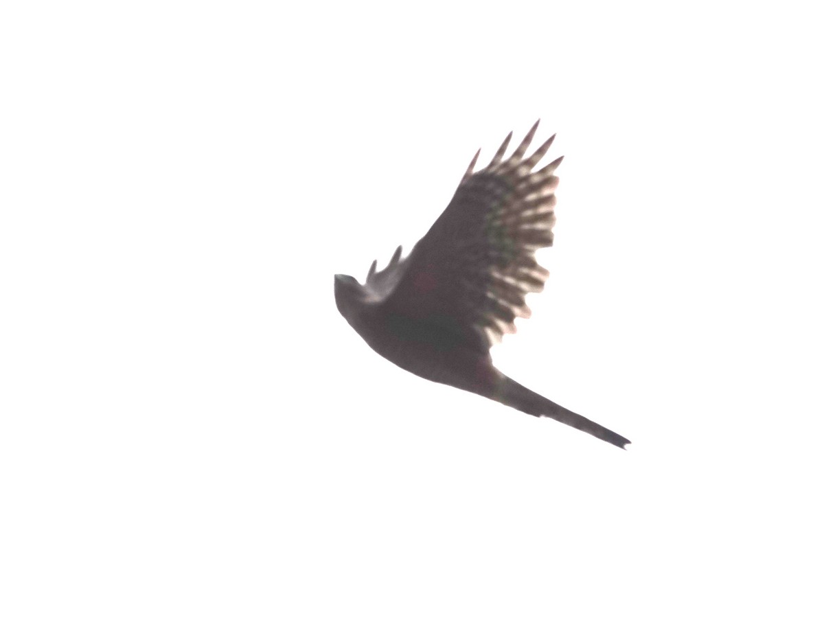 Sharp-shinned Hawk - ML641305474