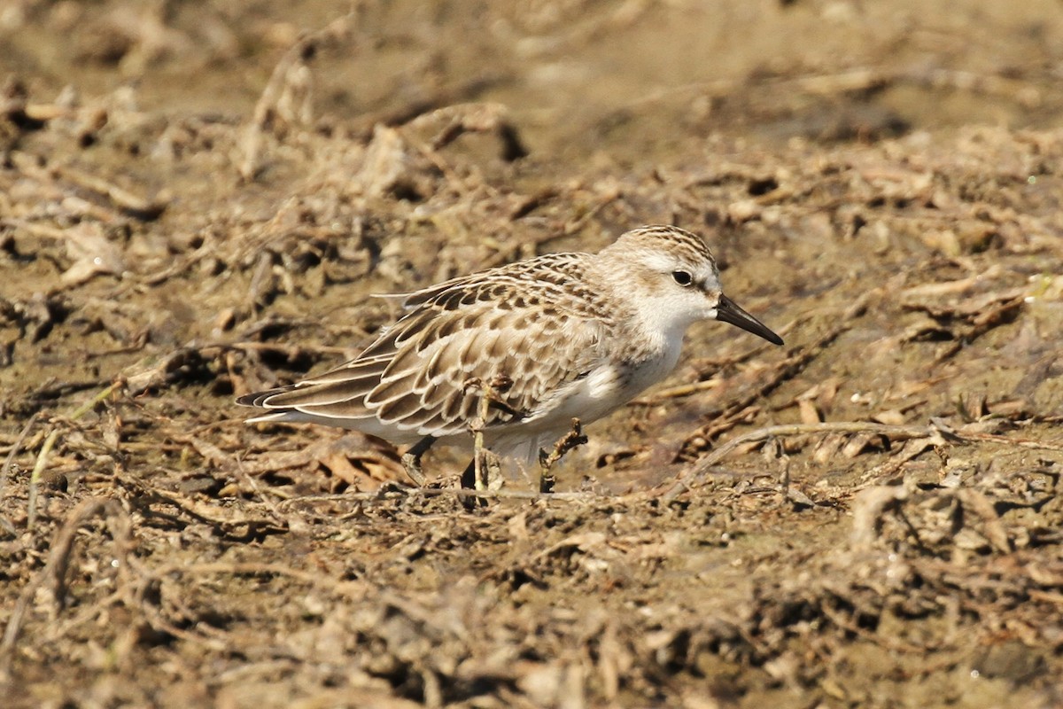 Semipalmated Sandpiper - ML641305487
