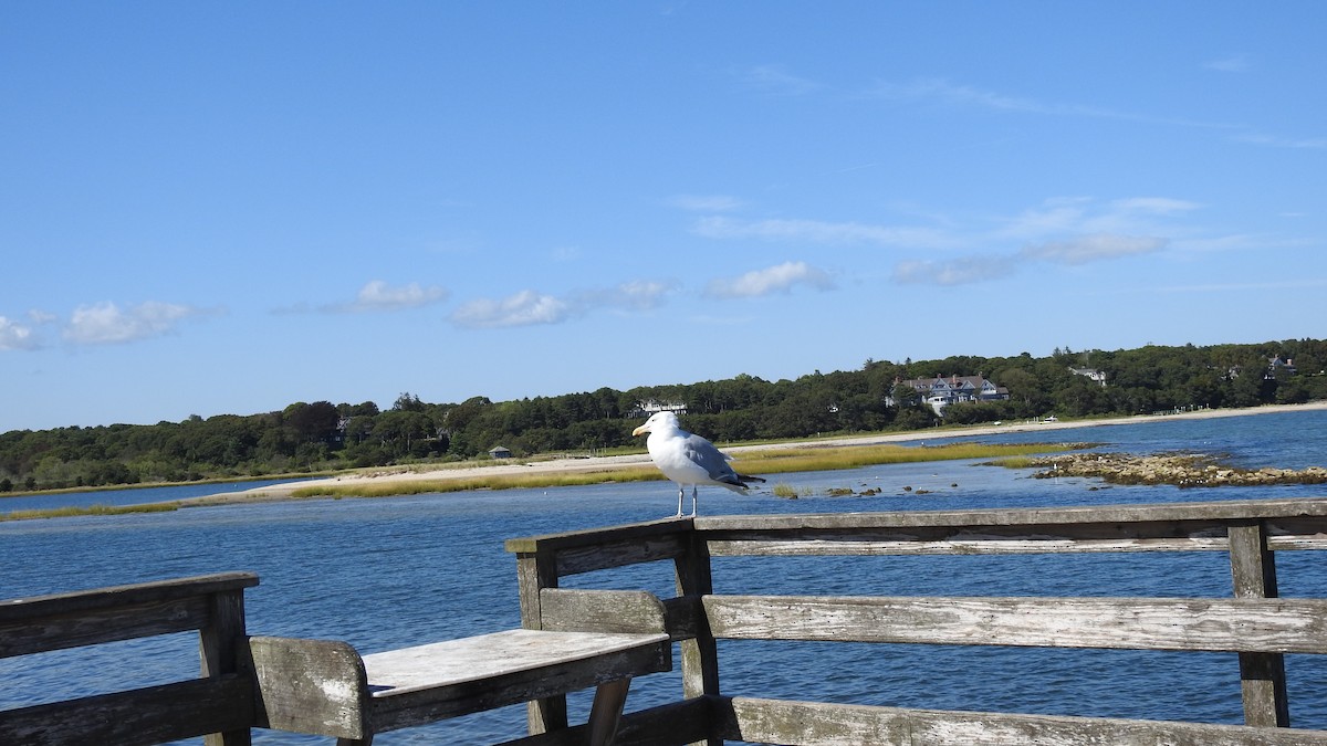 American Herring Gull - ML641305499