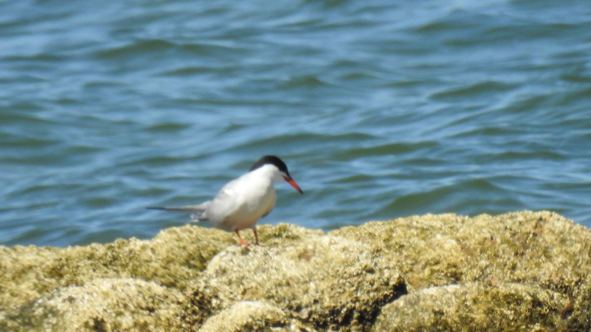 Common Tern - ML641305521