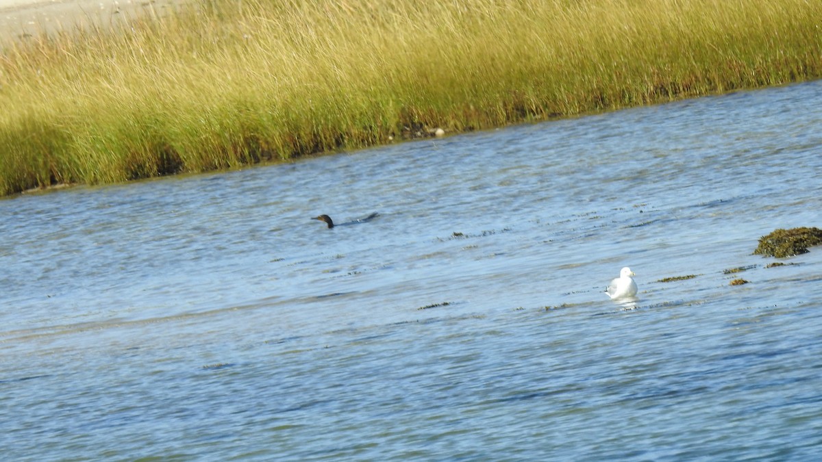 Double-crested Cormorant - ML641305532
