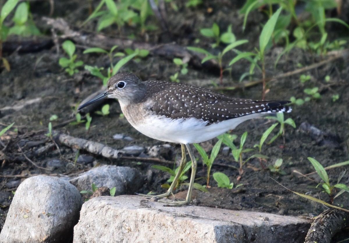 Einsiedelwasserläufer - ML641305538