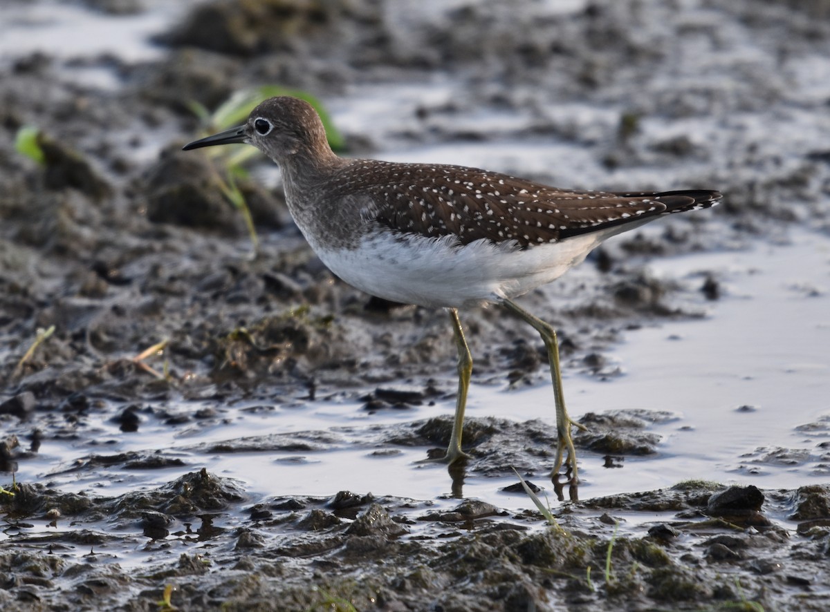 Einsiedelwasserläufer - ML641305540