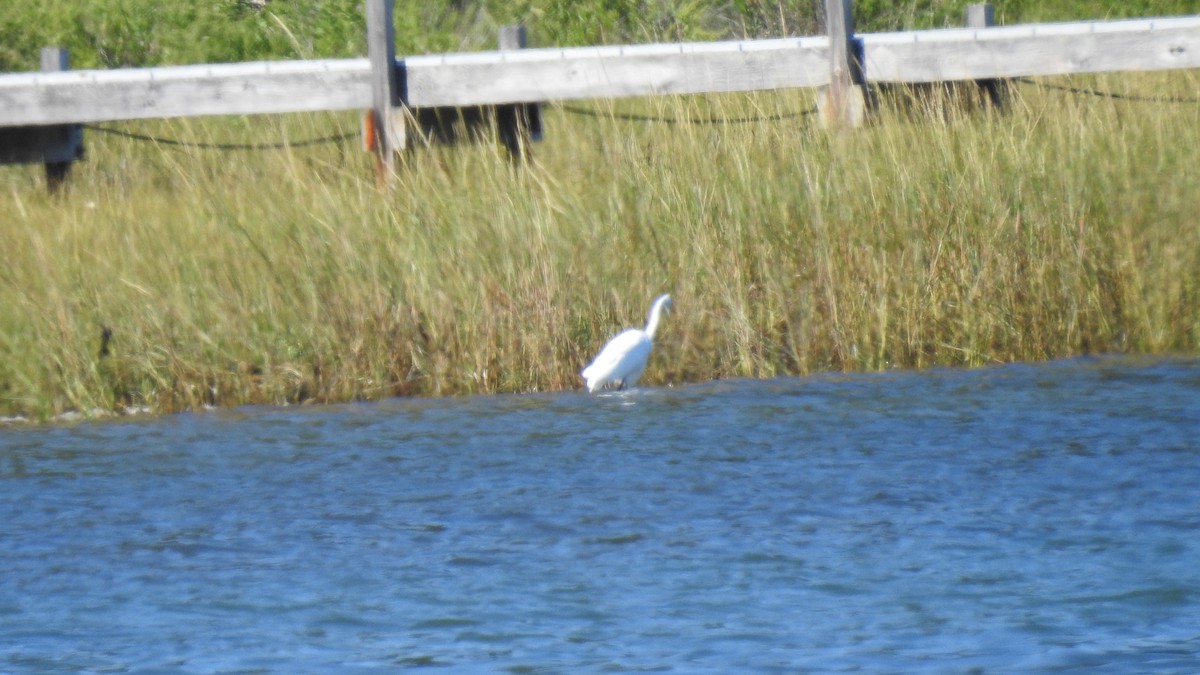 Great Egret - ML641305551