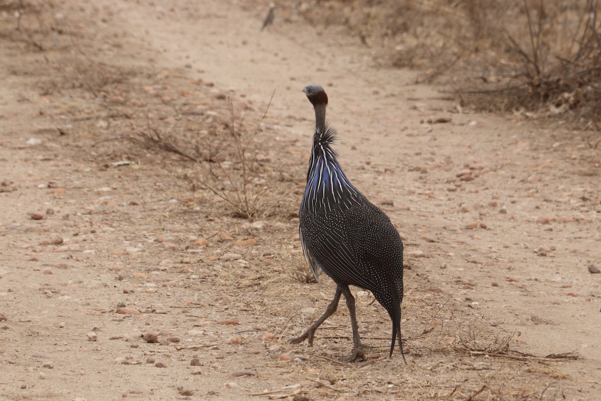 フサホロホロチョウ - ML641305558