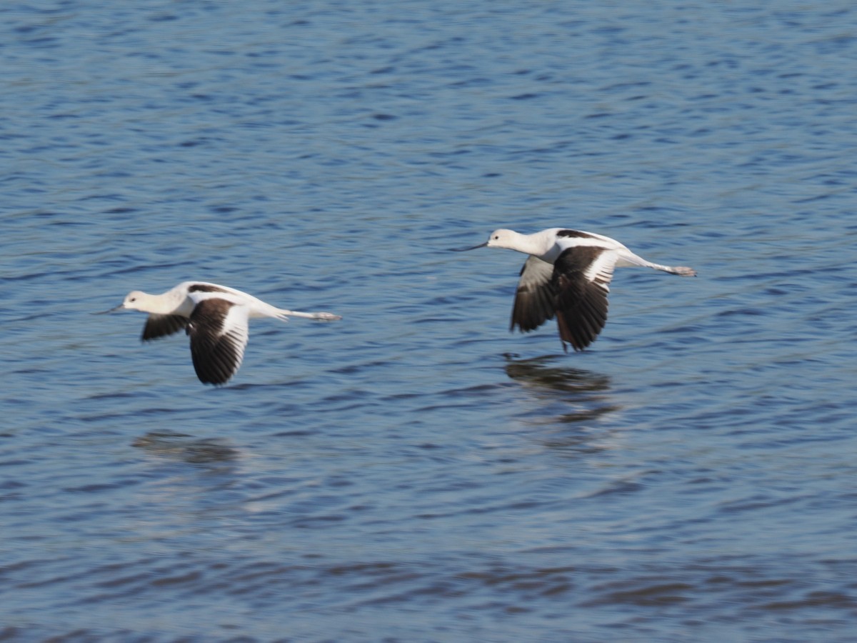 American Avocet - ML641305560