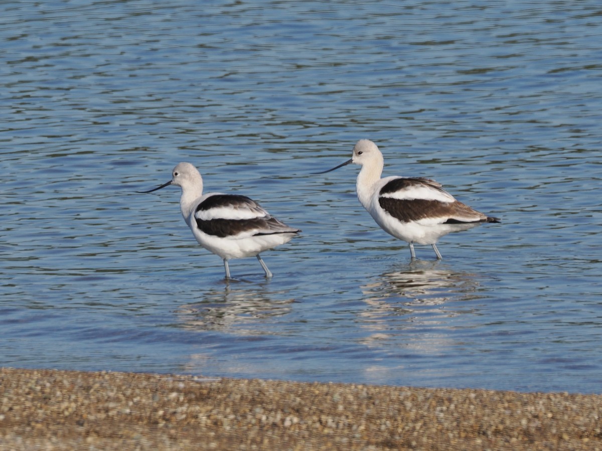 American Avocet - ML641305634