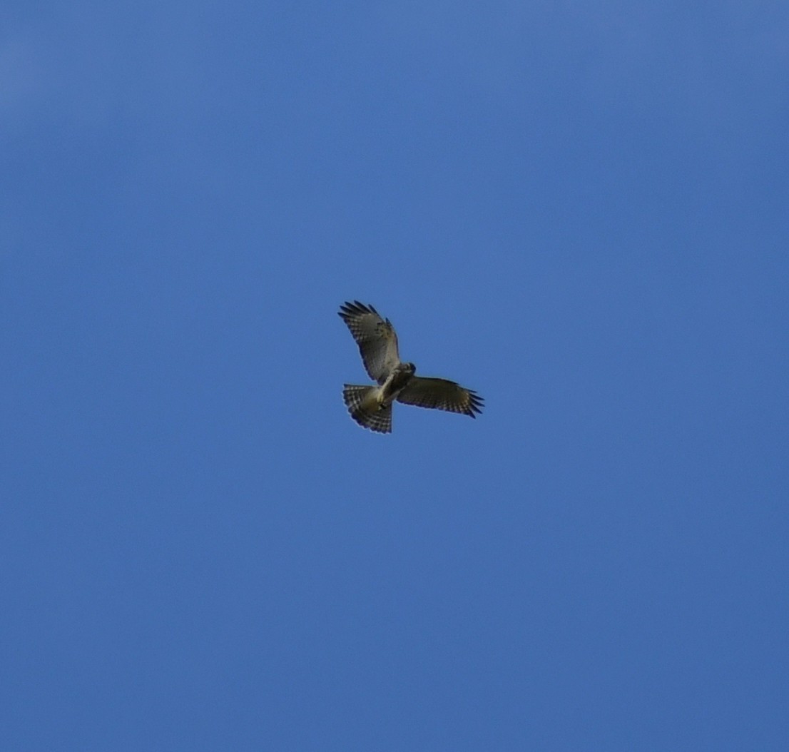Broad-winged Hawk - ML641305662