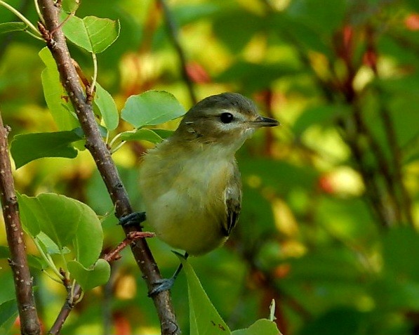 Warbling Vireo - ML641305695
