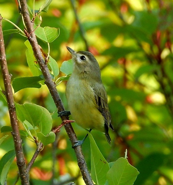 Warbling Vireo - ML641305700