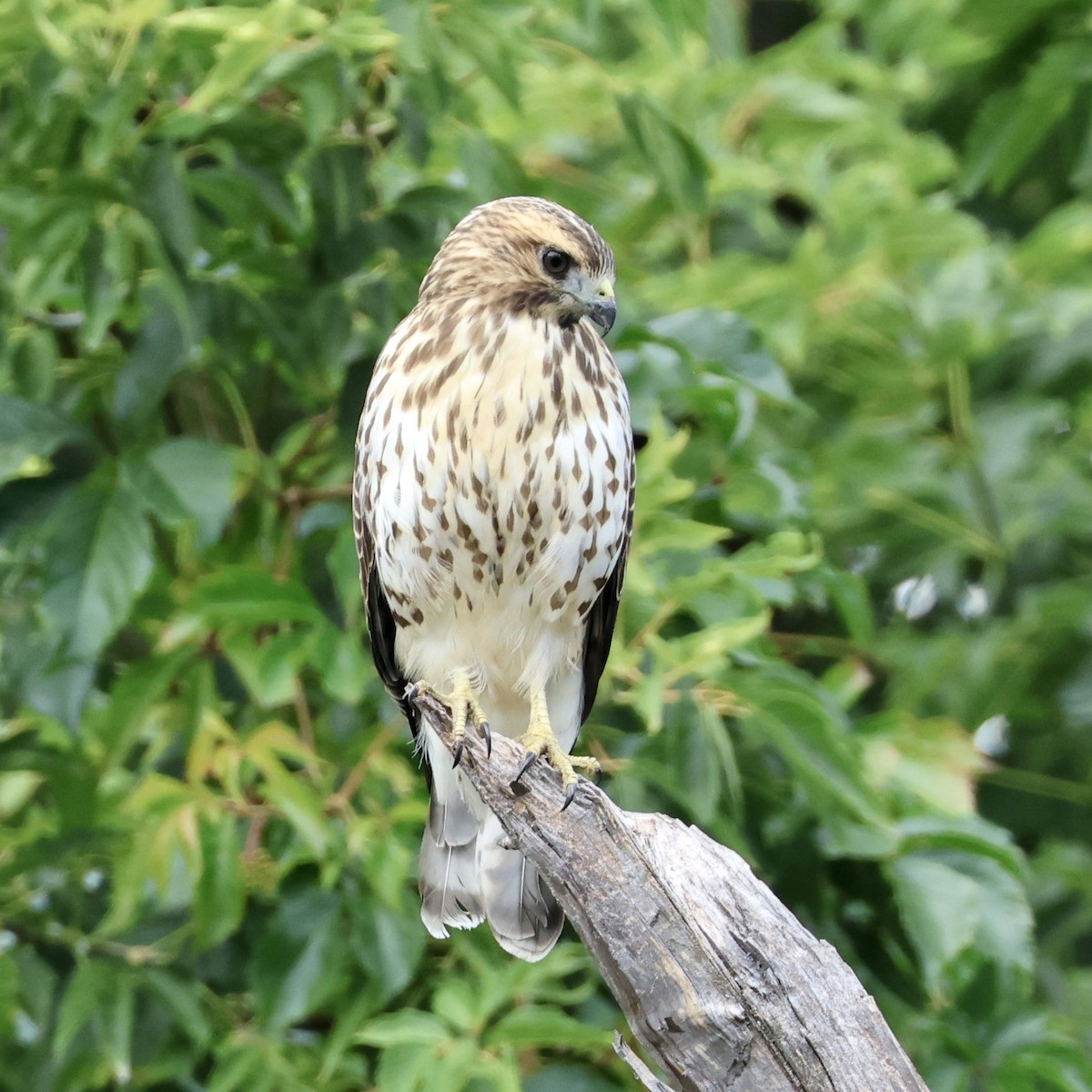 Broad-winged Hawk - ML641305740